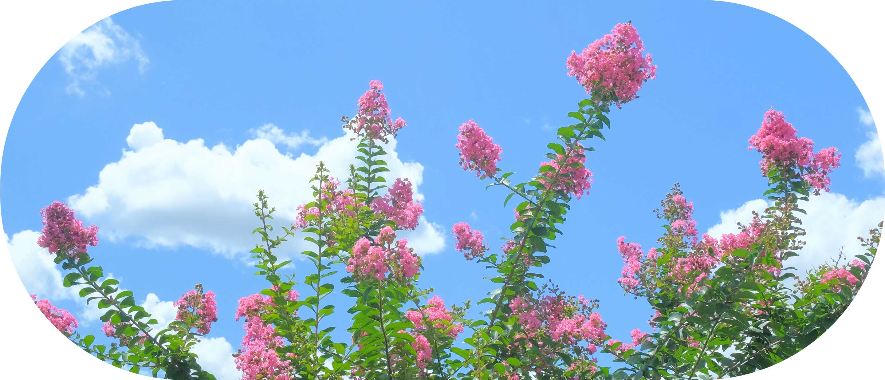 小さなおうち保育園