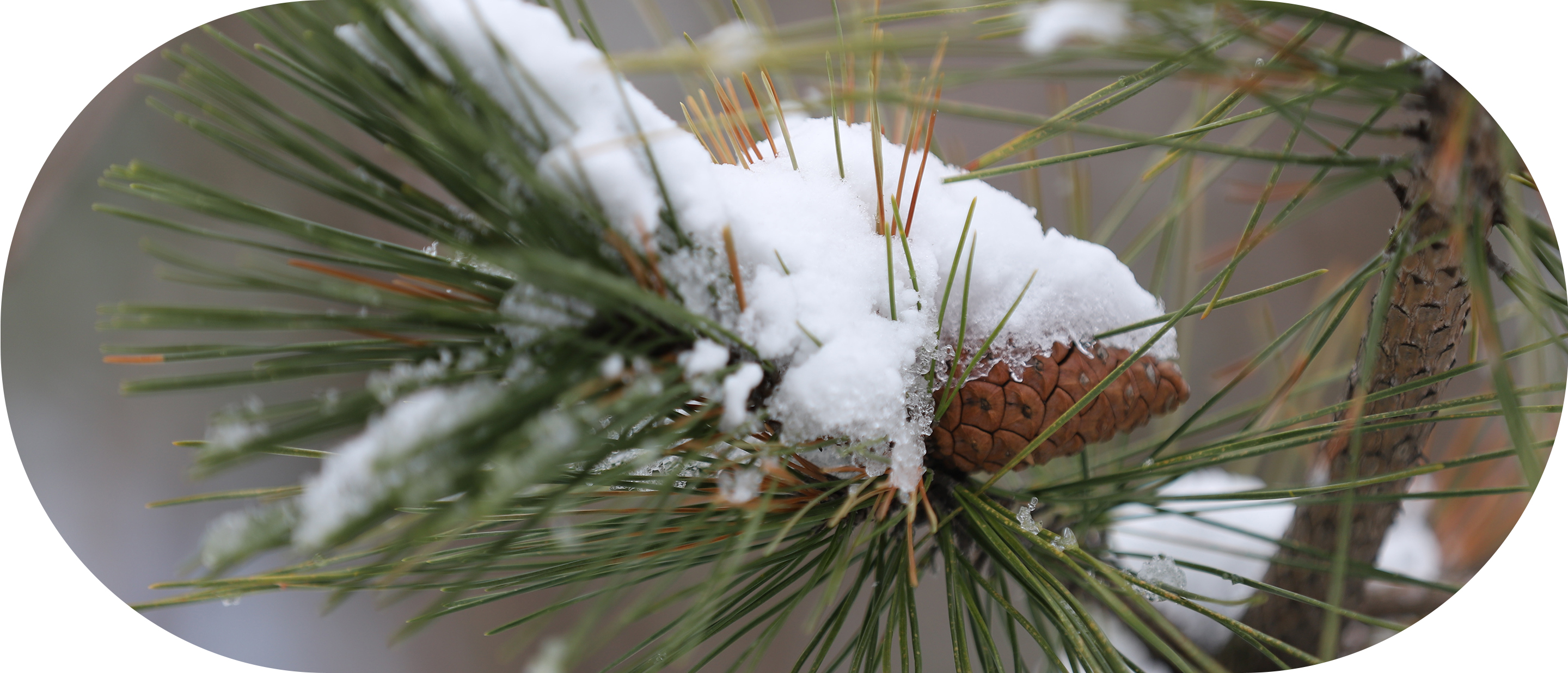 小さなおうち保育園