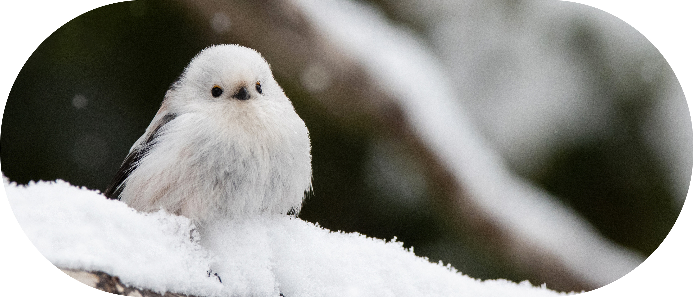 みんなのおうち保育園