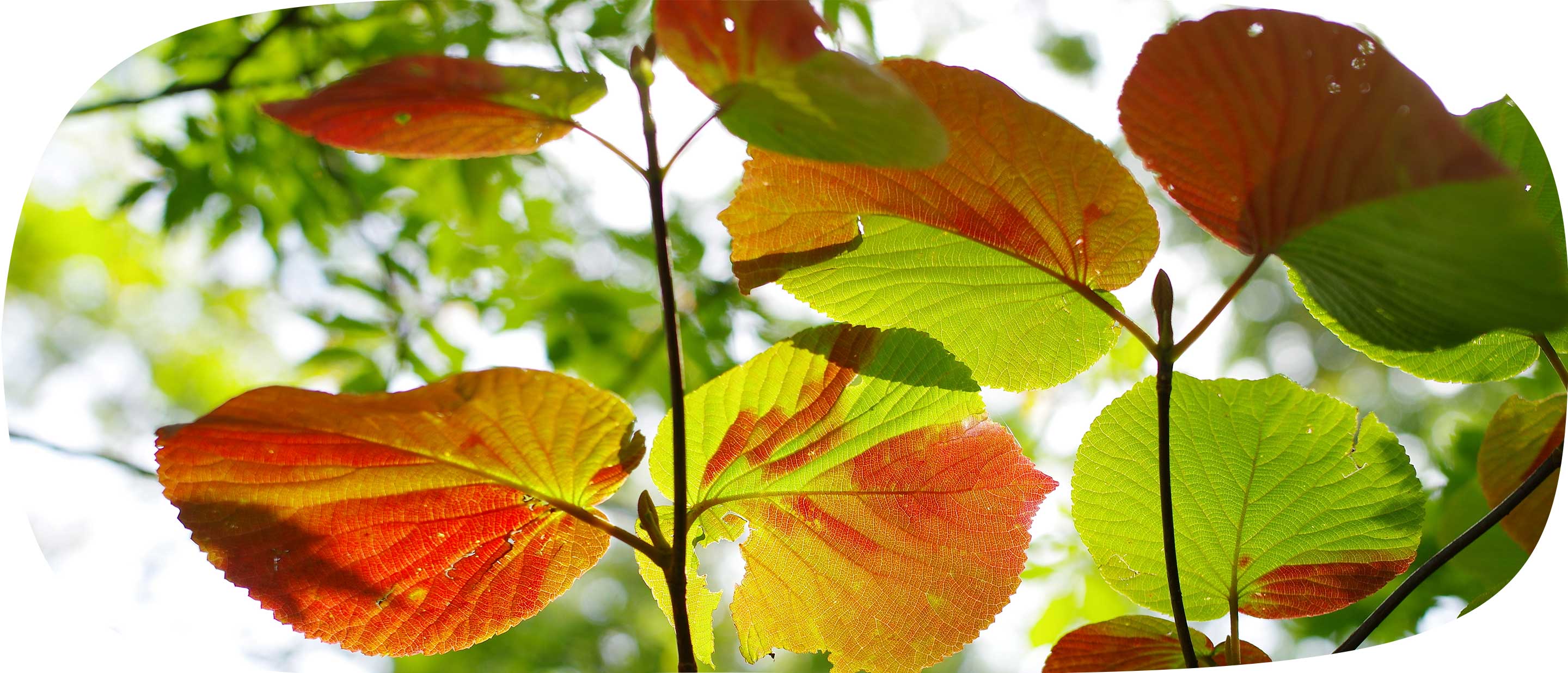 にじのおうち保育園