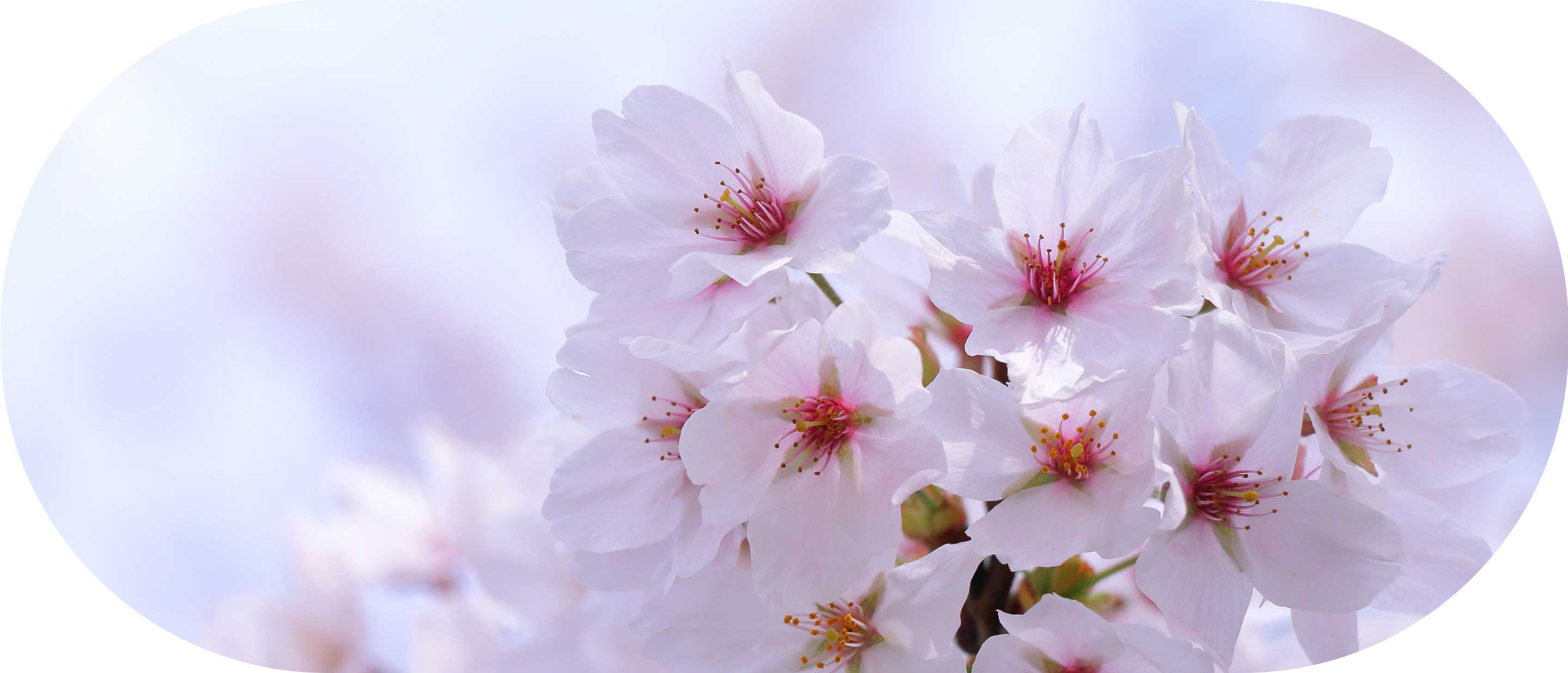 にじのおうち保育園