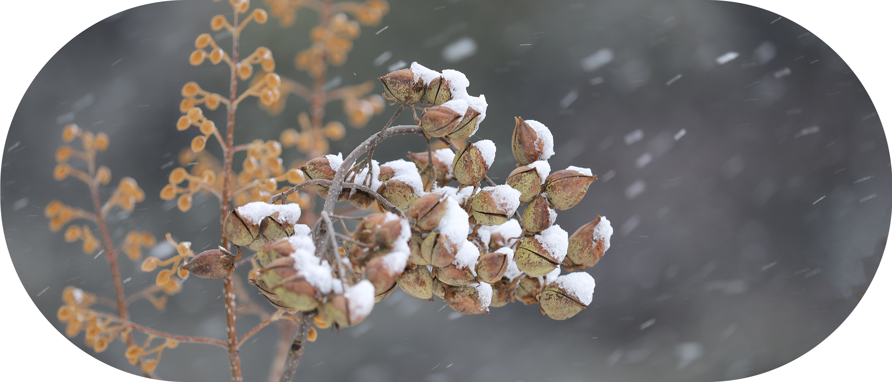 にじのおうち保育園