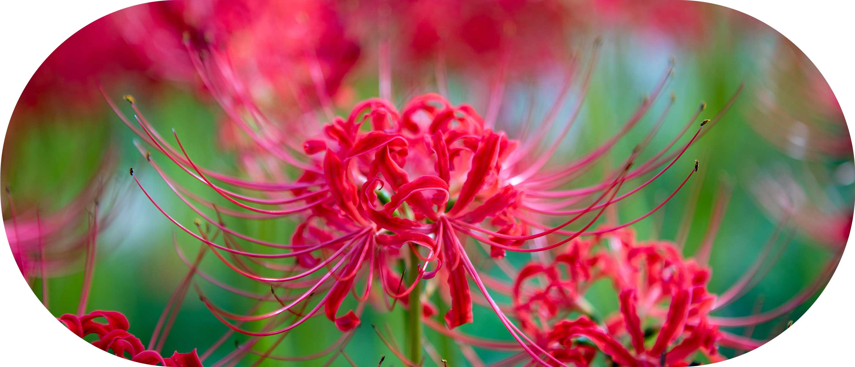 にじのおうち保育園